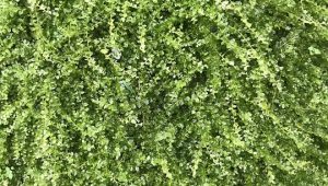 Những Chiến Công Của Thám Tử Kiên: Giải Mã Những Bí Mật Bất Ngờ